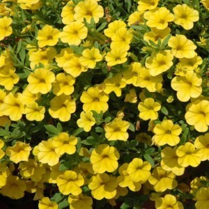 Calibrachoa  Cabaret Early Deep Yellow_300x3005_300x300